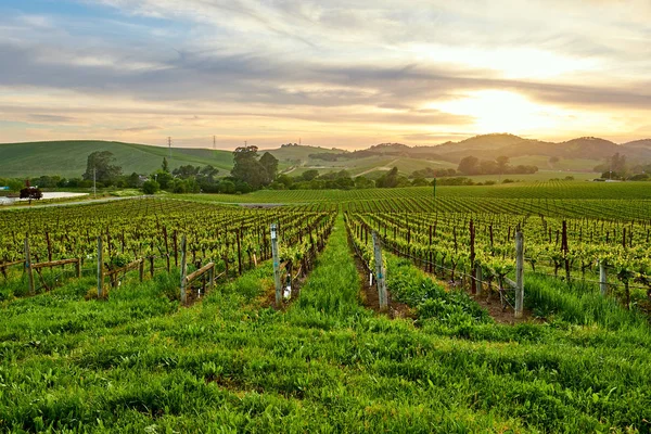 Paisaje Viñedos Atardecer California Estados Unidos — Foto de Stock