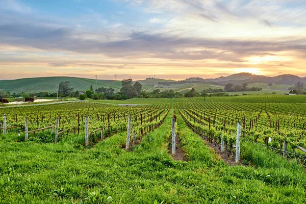 Weinberge Landschaft Bei Sonnenuntergang Kalifornien Vereinigte Staaten — Stockfoto