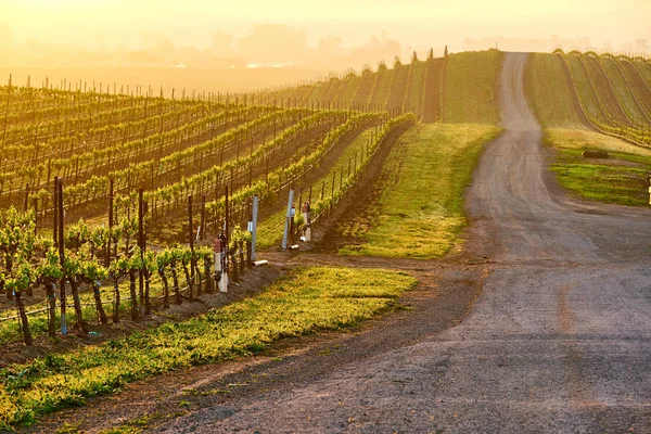 Landschap Van Wijngaarden Bij Zonsopgang California Usa — Stockfoto