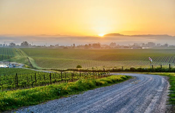 Vineyards landscape at sunrise in California, USA