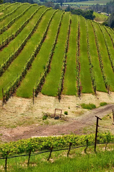 Wijngaarden Landschap California Verenigde Staten — Stockfoto