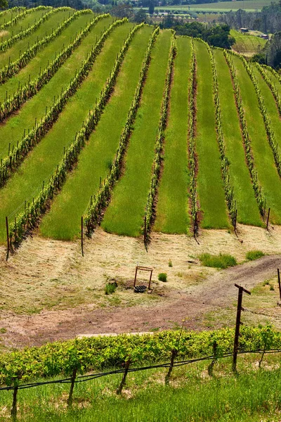 Paisagem Vinícola Califórnia Eua — Fotografia de Stock