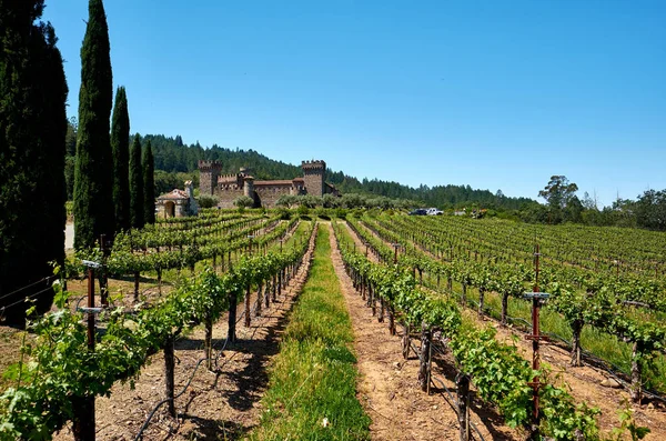 Viñedos Con Castillo California Estados Unidos — Foto de Stock