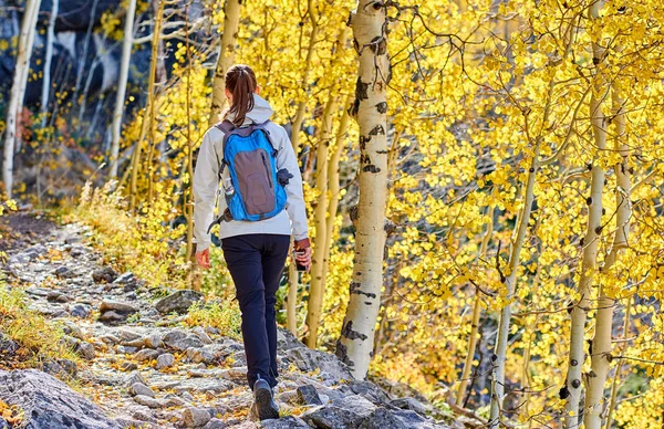 Žena Turistické Pěší Stezce Aspen Grove Podzim Rocky Mountain National — Stock fotografie