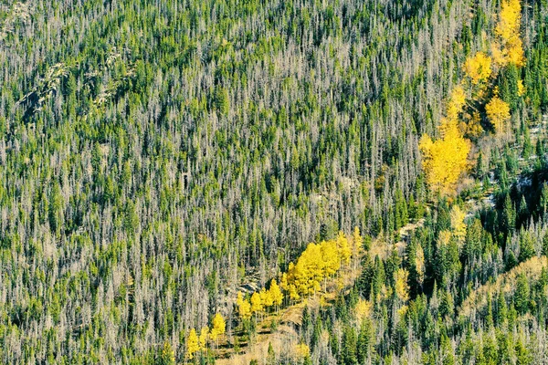 Sonbahar Rocky Dağları Milli Parkı Nda Kavak Koruda Colorado Abd — Stok fotoğraf