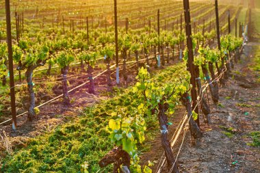 Görünümü büyük üzüm bağları peyzaj gün batımında California, ABD