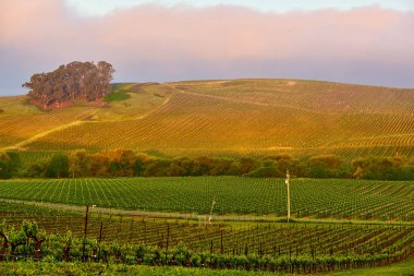 Görünümü büyük üzüm bağları peyzaj gün batımında California, ABD