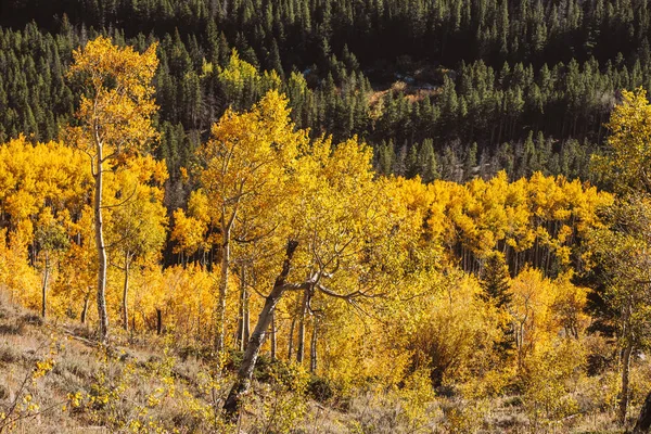 Vista Panorâmica Aspen Grove Outono Parque Nacional Montanha Rochosa Colorado — Fotografia de Stock