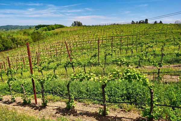 Blick Auf Wachsende Weinberge Auf Hügeln Kalifornien Usa — Stockfoto