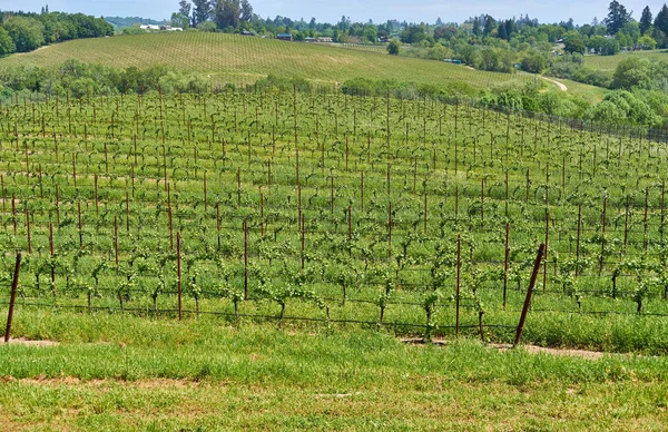 Перегляд Зростання Виноградників Пагорбах Штаті Каліфорнія Сша — стокове фото