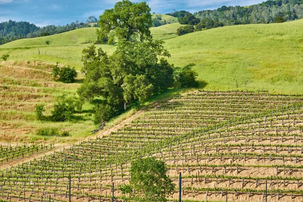 Перегляд Зростання Виноградників Пагорбах Штаті Каліфорнія Сша — стокове фото