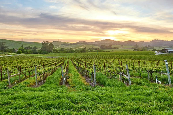 Widok Winnice Dużych Pejzaż Zachodzie Słońca Kalifornii Usa — Zdjęcie stockowe