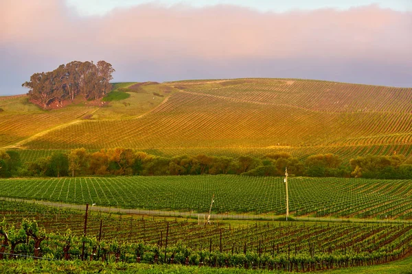 Weergave Van Grote Wijngaarden Landschap Bij Zonsondergang California Usa — Stockfoto