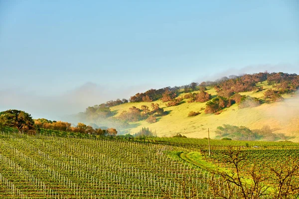 米国カリフォルニア州の丘の上の成長のブドウ園の景色 — ストック写真