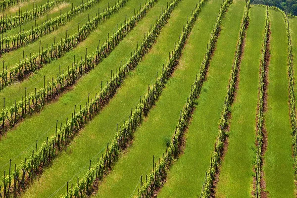 Vista Grandes Vinhedos Paisagem Califórnia Eua — Fotografia de Stock