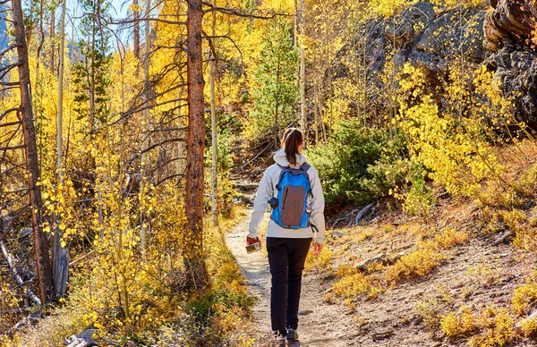 Woman tourist walking on trail in aspen grove at autumn in Rocky Mountain National Park. Colorado, USA.