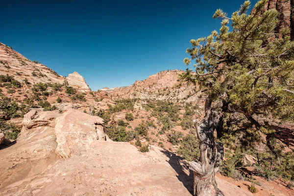 Paesaggio Con Formazioni Rocciose Nel Parco Nazionale Zion Utah Usa — Foto Stock