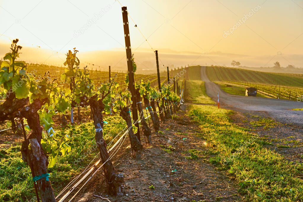 View of large vineyards landscape at sunset in California, USA