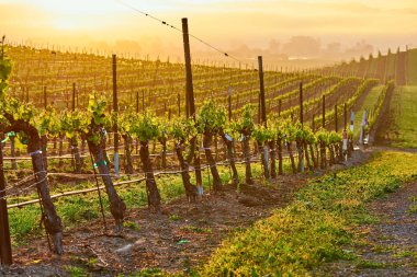 Görünümü büyük üzüm bağları peyzaj gün batımında California, ABD