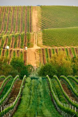 Görünümü büyük üzüm bağları peyzaj California, ABD