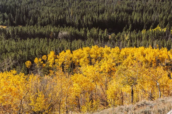 Vista Panoramica Aspen Grove Autunno Nel Rocky Mountain National Park — Foto Stock
