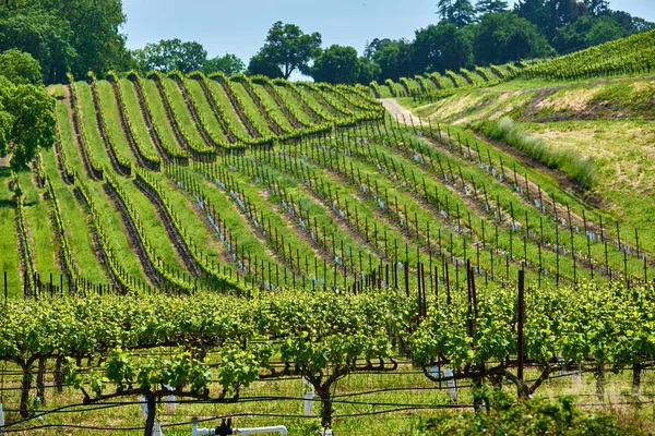 Weergave Van Grote Wijngaarden Landschap California Usa — Stockfoto