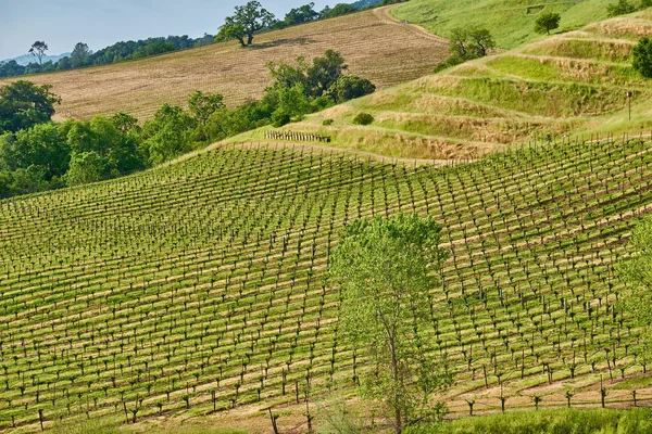 Vista Grandes Vinhedos Paisagem Califórnia Eua — Fotografia de Stock