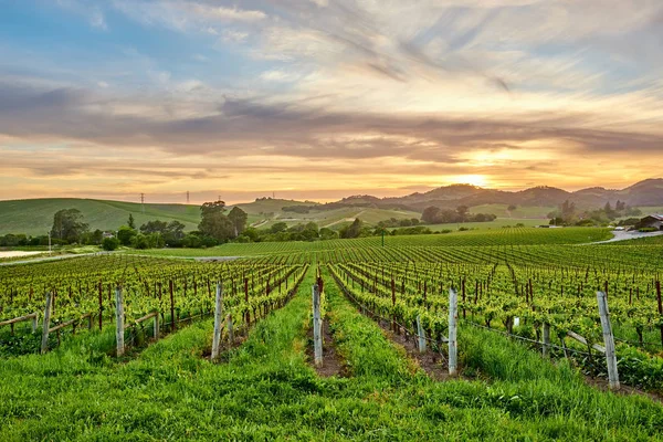 Vista Del Paisaje Grandes Viñedos California —  Fotos de Stock