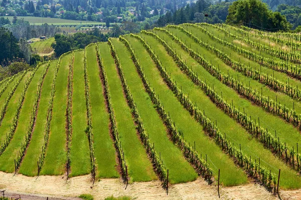 Вид Ландшафт Больших Виноградников Калифорнии Сша — стоковое фото