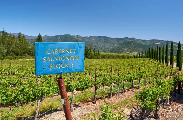 Cabernet Sauvignon Víno Odrůdy Moštové Znamení Kalifornii Usa — Stock fotografie