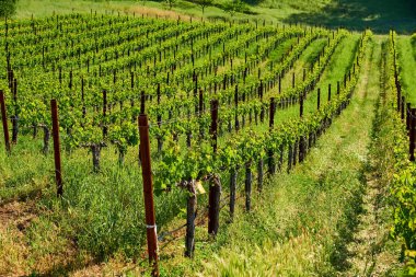 Görünümü büyük üzüm bağları peyzaj California, ABD