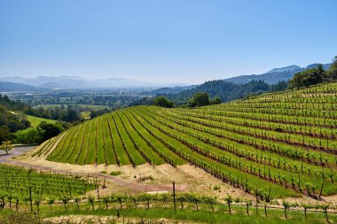 Görünümü büyük üzüm bağları peyzaj California, ABD