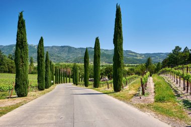 Görünüm boş yol ve üzüm bağları peyzaj California, ABD