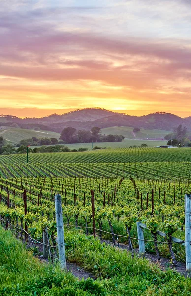 View of large vineyards landscape at sunset, California, USA
