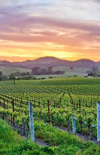 Vista Del Paisaje Viñedos Grandes Atardecer California — Foto de Stock