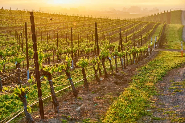 Zobacz Duże Winnic Pejzaż Zachodzie Słońca California Stany Zjednoczone Ameryki — Zdjęcie stockowe