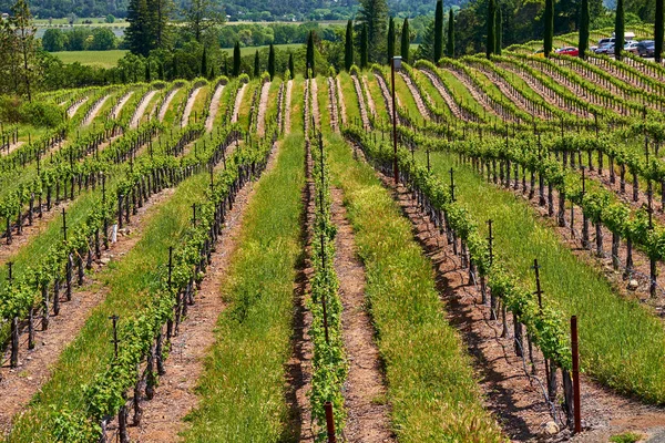 Weergave Van Grote Wijngaarden Landschap California Usa — Stockfoto