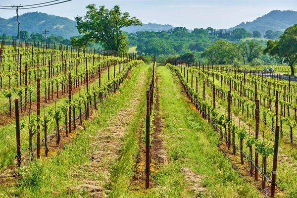 Vista Grandes Vinhedos Paisagem Califórnia Eua — Fotografia de Stock