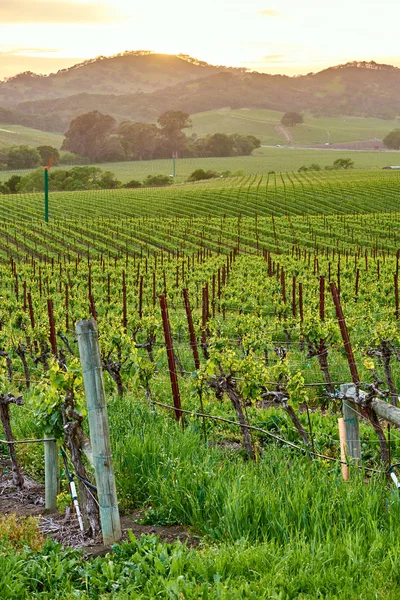 Blick Auf Große Weinberge Landschaft Kalifornien Usa — Stockfoto