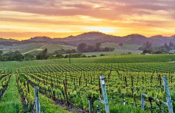 Uitzicht Groene Wijngaarden Landschap Bij Zonsondergang Californië Verenigde Staten — Stockfoto