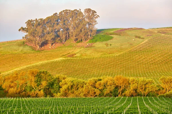 Blick Auf Große Weinberge Landschaft Kalifornien Usa — Stockfoto