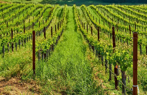 Weergave Van Grote Wijngaarden Landschap California Usa — Stockfoto