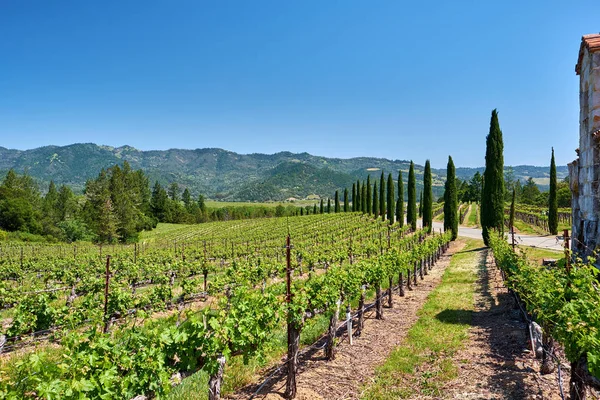 Vue Paysage Vert Des Vignobles Californie États Unis — Photo