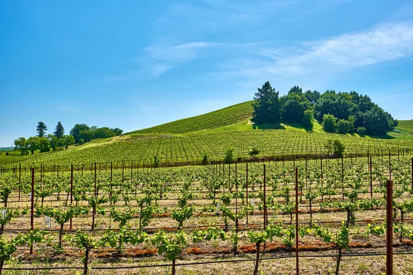 Utsikt Över Gröna Vingårdarna Landskap Kalifornien Usa — Stockfoto