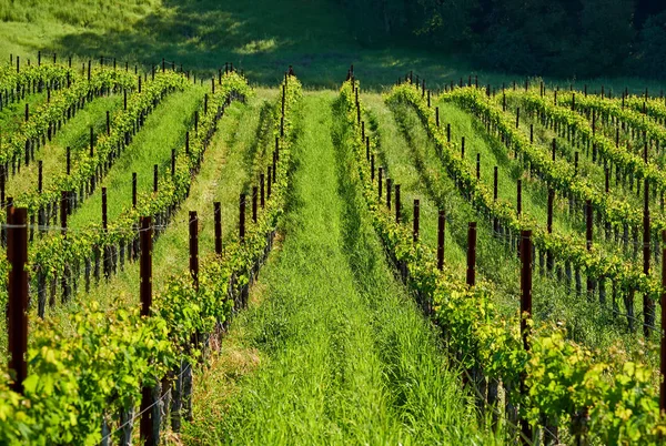 Uitzicht Groene Wijngaarden Landschap California Usa — Stockfoto