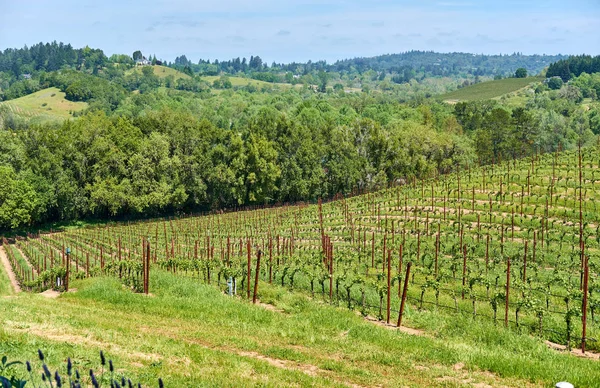 Weergave Van Grote Wijngaarden Landschap California Usa — Stockfoto
