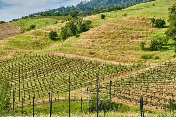 米国カリフォルニア州の大きなブドウ畑の風景の眺め — ストック写真