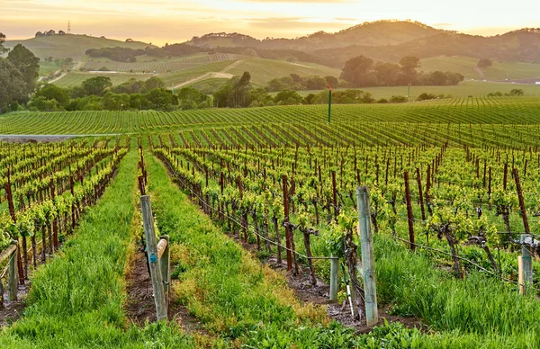 Вид Виноградників Пейзаж Заході Сонця Каліфорнія Сша — стокове фото