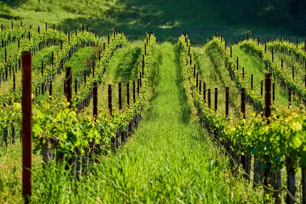 Vista Grandes Vinhedos Paisagem Califórnia Eua — Fotografia de Stock