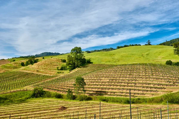 カリフォルニア州 アメリカのブドウ畑の風景 — ストック写真